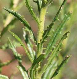 Stem and leaves