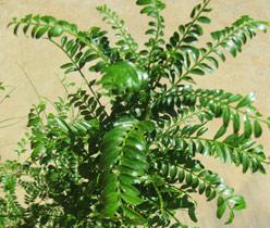 Leaves of young Zanthoxylum capense tree