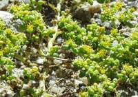 Z. simplex. Photo A.Grobler