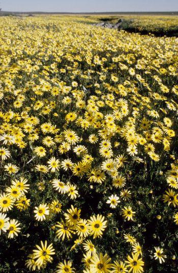 Arctotheca calendula in habitat