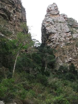 Habitat of Caputia oribiensis