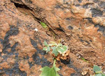 Growing in crevice