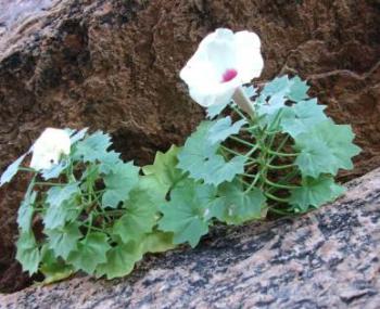 D. petrophila growing in crevice