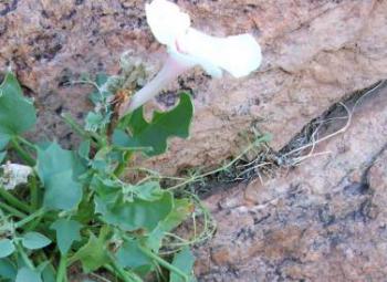 Note threadlike branches growing into crevice