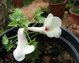 Growing in pot at Kirstenbosch