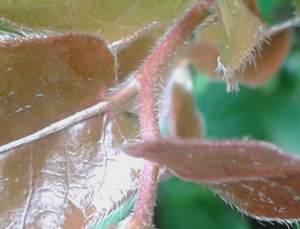 Coppery hairs
