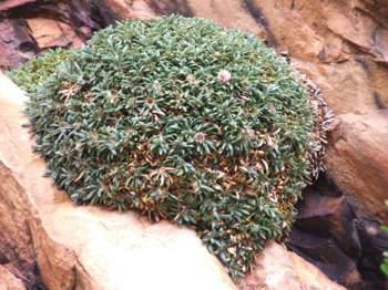 Oldenburgia paradoxa