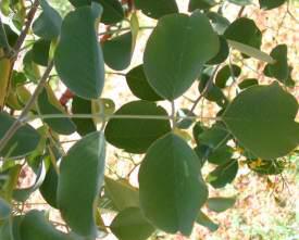 Round leaves