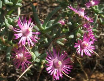 Ruschia spinosa, with spines sticking out.