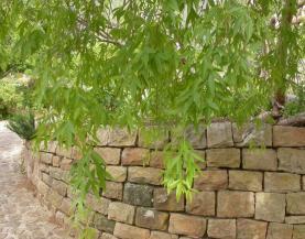 Graceful, drooping foliage