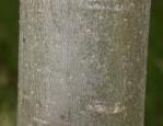 S. pendulina bark on young tree