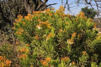 In flower and fruit