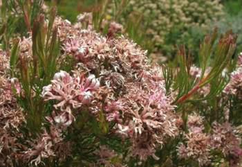 Foliage and flowers