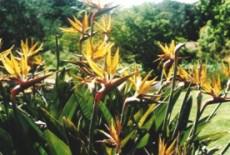 Strelitzia reginae