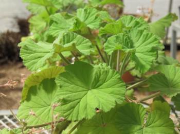 Leaves