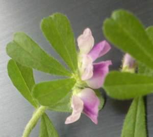 Flower and leaves