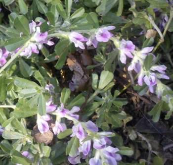 In flower