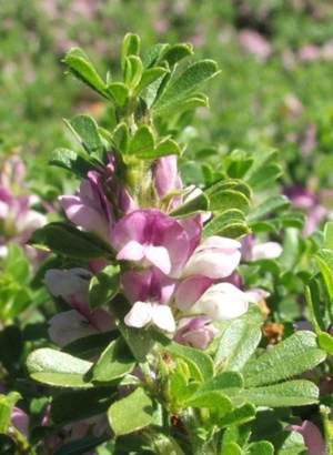 Flower spike