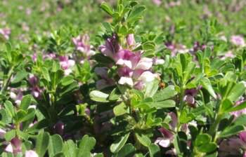 Ground cover 