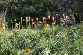 Growing in the garden