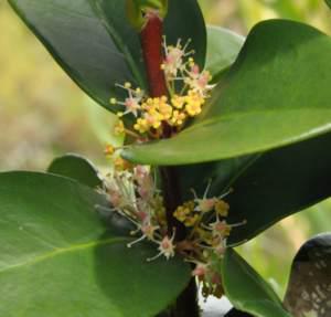 Tree in flower