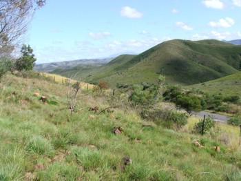 Habitat of Gasteria nitida near Hankey (E. Cape).