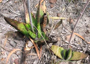 Young and adult plant of G. nitida near Hankey in the Eastern Cape.