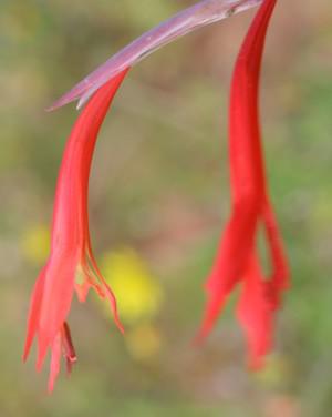 Side view of flowers