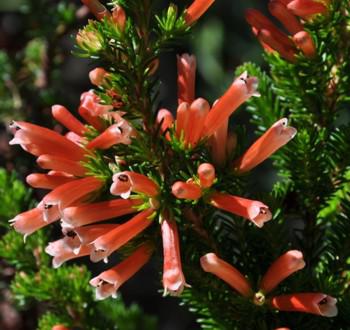 Attractive flowering shrub