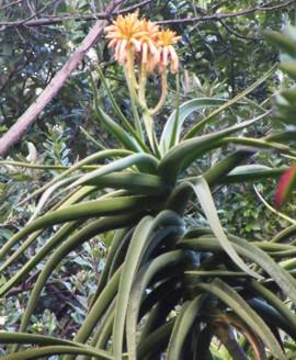 Branch with flowers