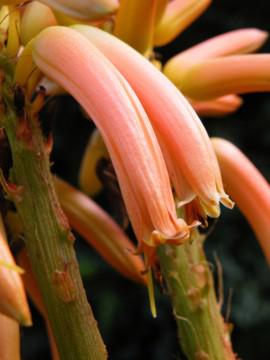 Close- up flower