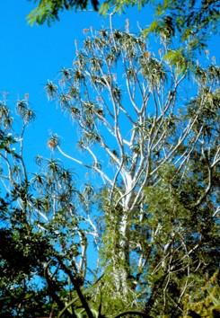 Growing at Kosi Bay