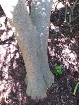 Thick stem