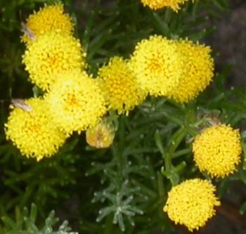 Bright yellow flowerheads and leaves