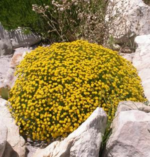 Bush in full flower