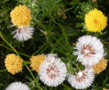 Flower and seedheads