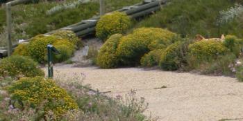 Used as landscape plants in the garden