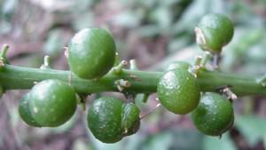 Fruit