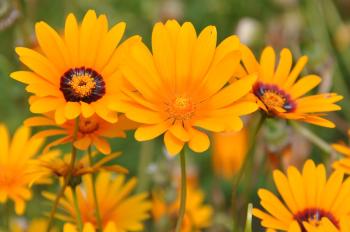 Ursinia calenduliflora