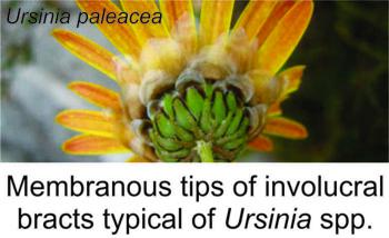 The involucral bracts are free and occur in many, densely overlapping rows, and have conspicuous membranous tips.