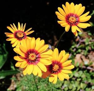 Plant in flower. Image Wikicommons