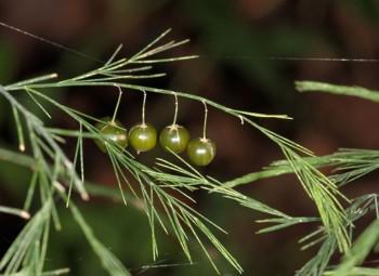 Close-up view of green berries. Photo Dr Wynand Uys