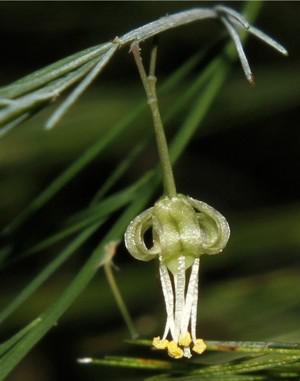 Close-up view of flower. Photo Dr Wynand Uys