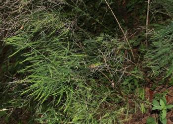 Habit. Photo Dr Wynand Uys