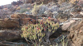 Cotyledon tomentosa subsp.ladismithiensis