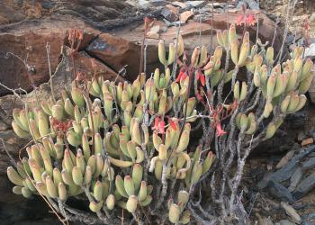 Cotyledon tomentosa subsp.ladismithiensis