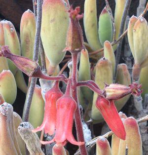 Cotyledon tomentosa subsp.ladismithiensis