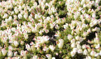 Flowers of Aspalathus quartzicola