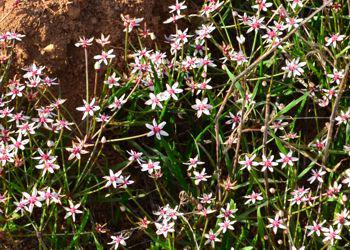 Flowering in  habitat