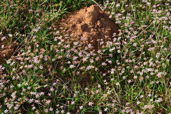 Growing in habitat